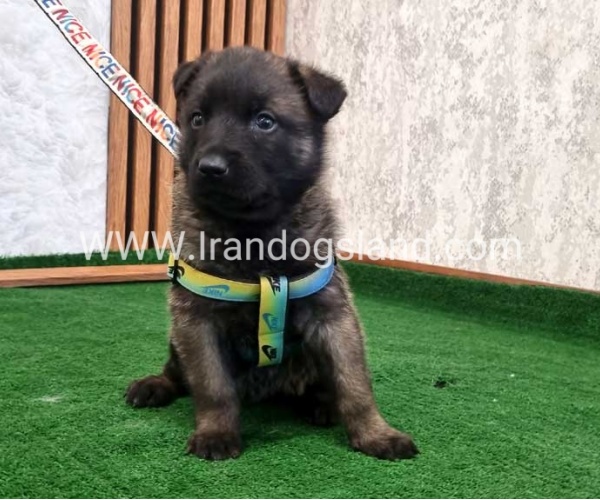 twlh-malynwyz-malinois-444_5