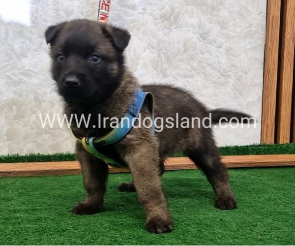 twlh-malynwyz-malinois-444_6