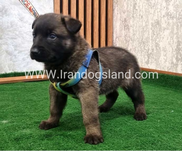 twlh-malynwyz-malinois-444_7