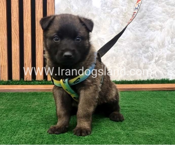 twlh-malynwyz-malinois-444_8
