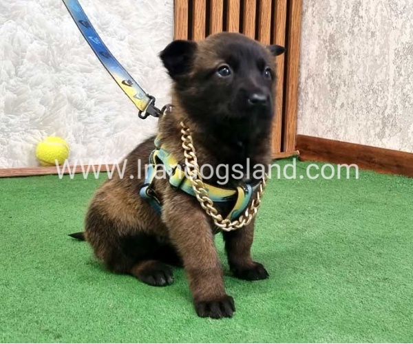 توله مالینویز بلک فیس - M170