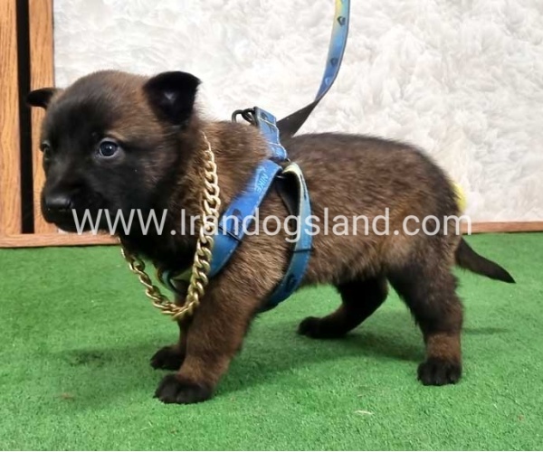 توله مالینویز بلک فیس - M170