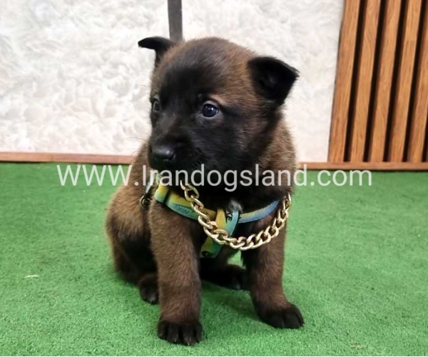 توله مالینویز بلک فیس - M170