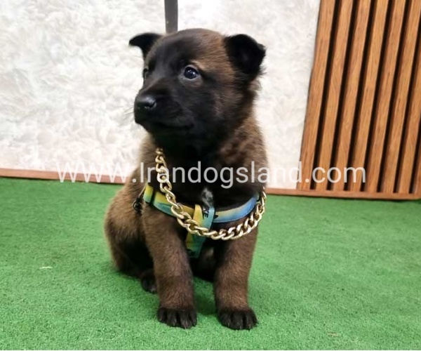 توله مالینویز بلک فیس - M170