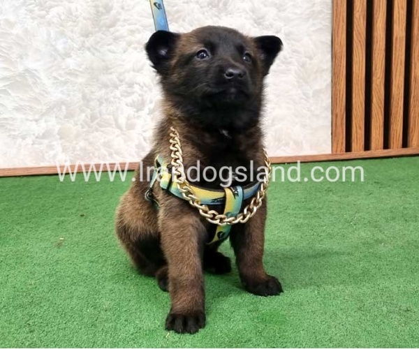 توله مالینویز بلک فیس - M170