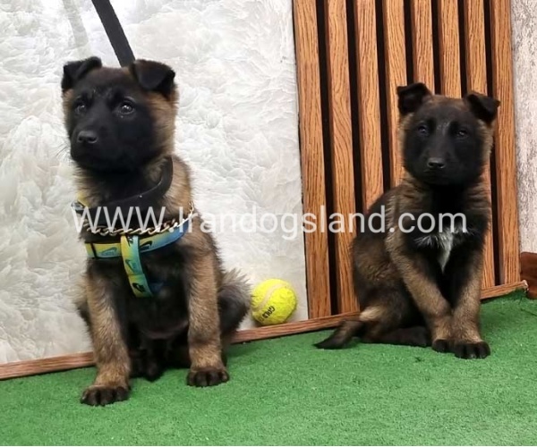 سگ مالی نویز اصل - M171