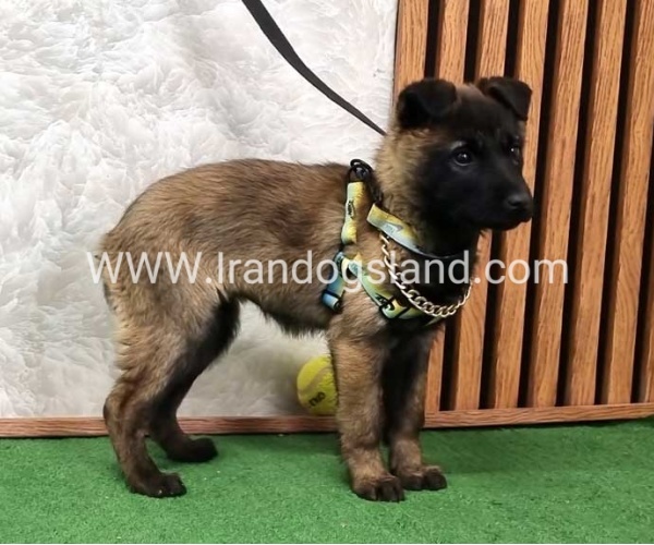 سگ مالی نویز اصل - M171