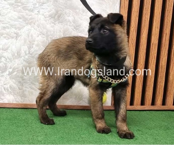 سگ مالی نویز اصل - M171