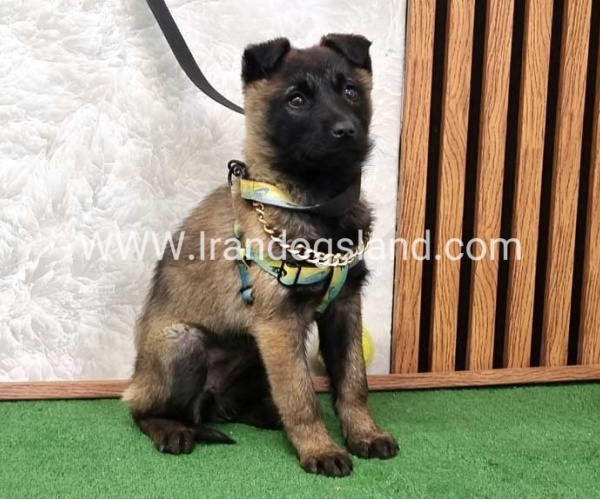 سگ مالی نویز اصل - M171