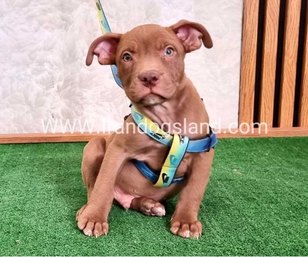 twlh-pytbwl-pitbull-115_1