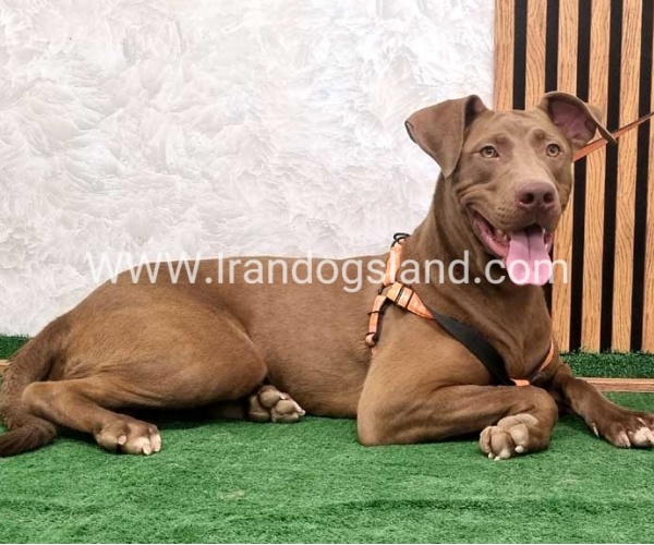 twlh-pytbwl-pitbull-141_1