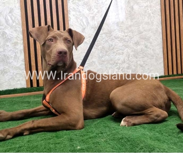 twlh-pytbwl-pitbull-141_10