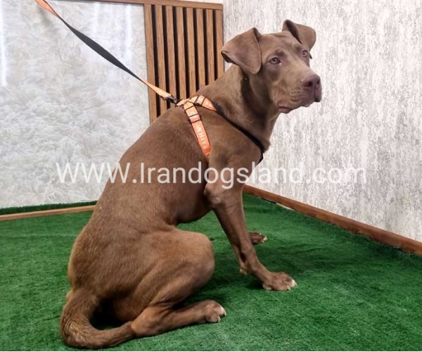 twlh-pytbwl-pitbull-141_4