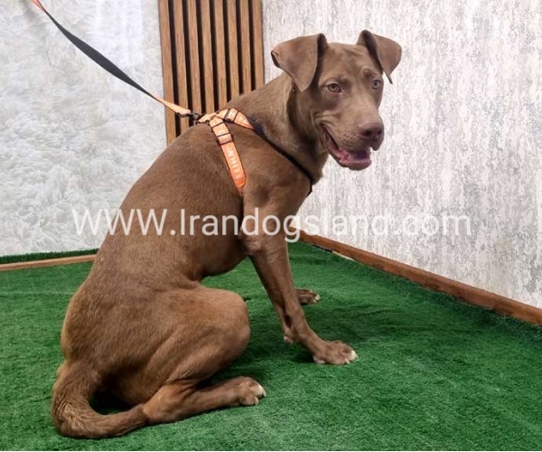 twlh-pytbwl-pitbull-141_5