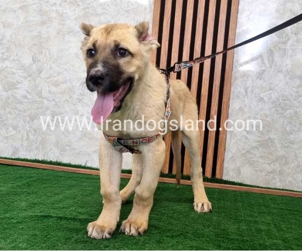 توله سرابی درشت - S129