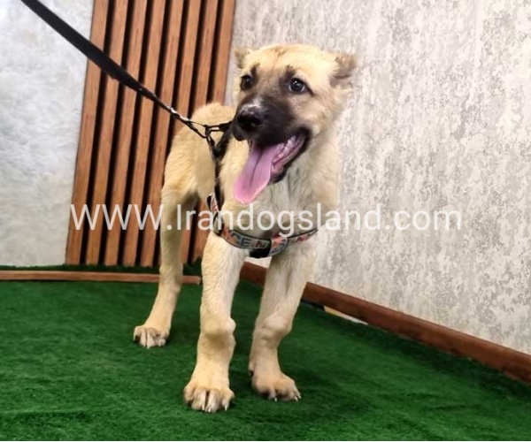 توله سرابی درشت - S129