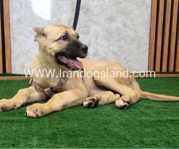 توله سرابی درشت - S129