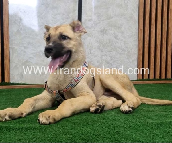 توله سرابی درشت - S129