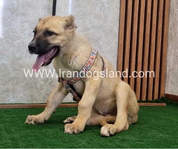 توله سرابی درشت - S129