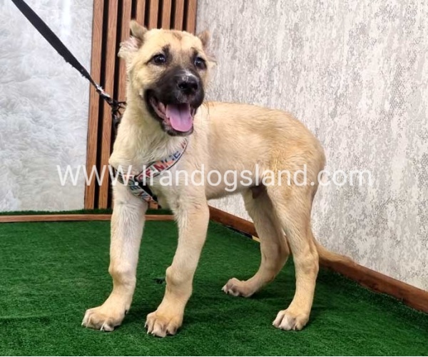 توله سرابی درشت - S129