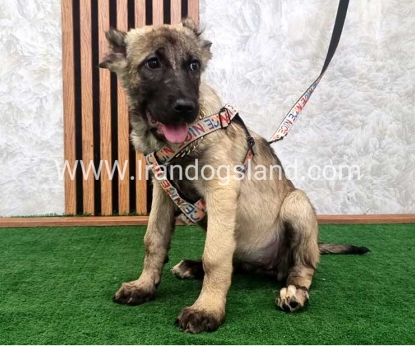 سگ اصیل سرابی - S127