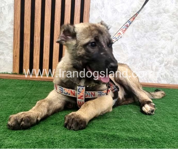 سگ اصیل سرابی - S127