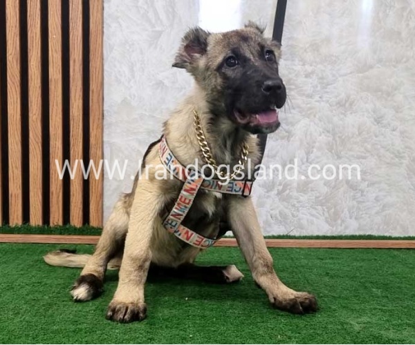 سگ اصیل سرابی - S127