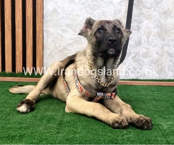 سگ اصیل سرابی - S127