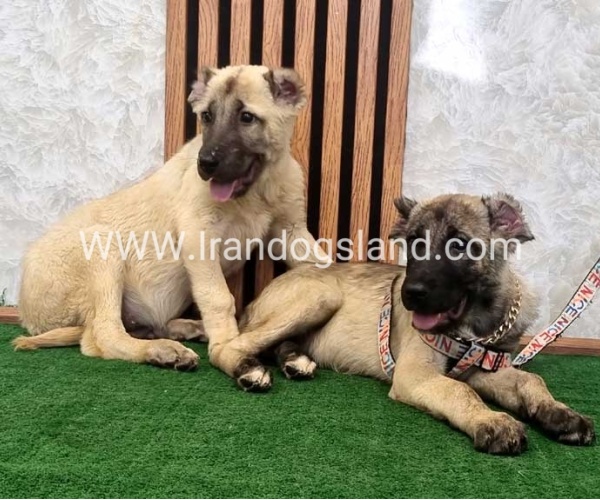 سگ اصیل سرابی - S127