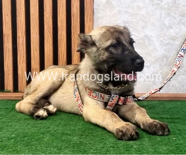 سگ اصیل سرابی - S127