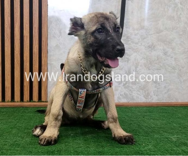 سگ اصیل سرابی - S127