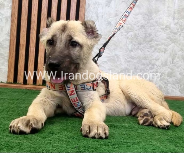 توله سرابی اصیل - S124