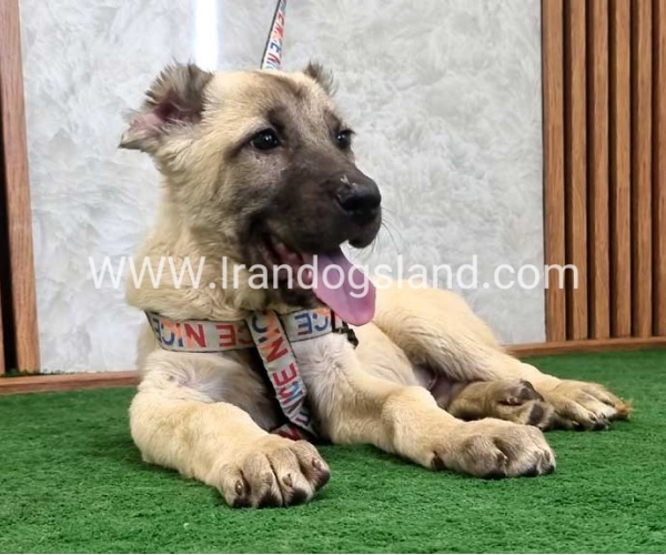 توله سرابی اصیل - S124