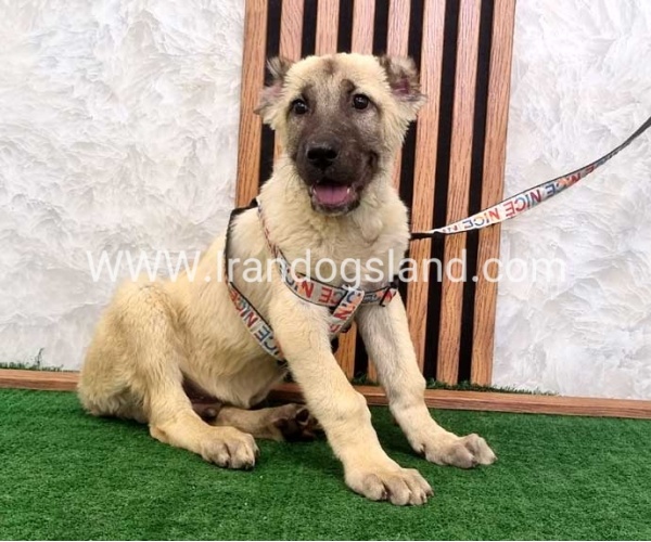 توله سرابی اصیل - S124