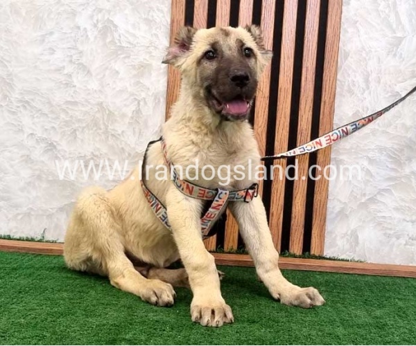 توله سرابی اصیل - S124