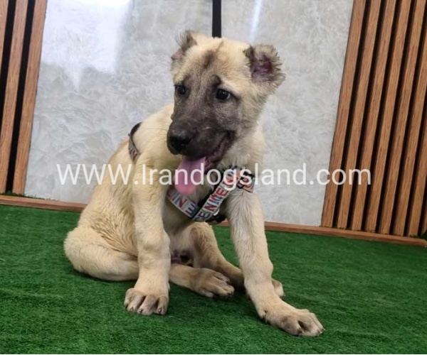 توله سرابی اصیل - S124