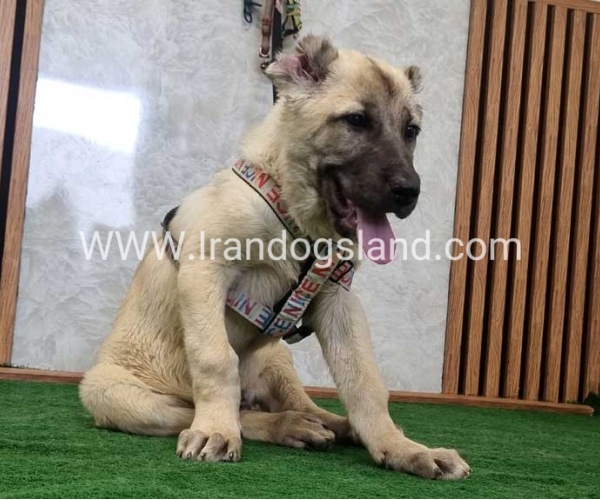 توله سرابی اصیل - S124