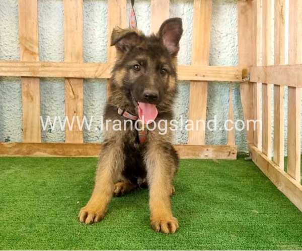 twlh-zhrmn-shprd-german-shepherd-110_1_1299931390