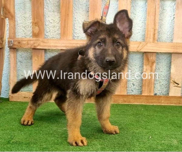 twlh-zhrmn-shprd-german-shepherd-110_3_1725836231