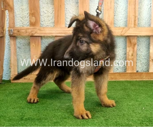 twlh-zhrmn-shprd-german-shepherd-110_4_1832792985