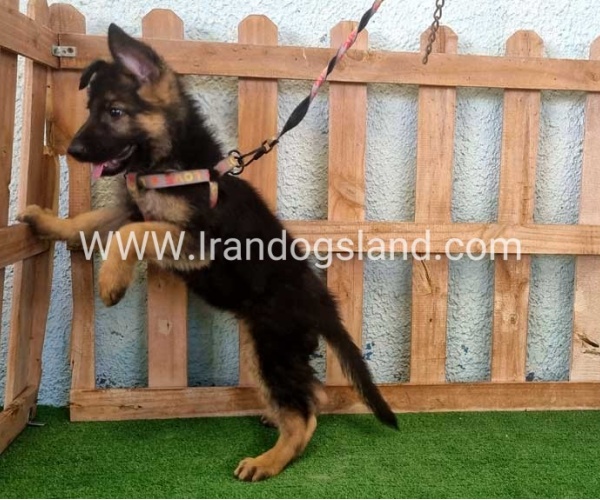 twlh-zhrmn-shprd-german-shepherd-110_5_698210376