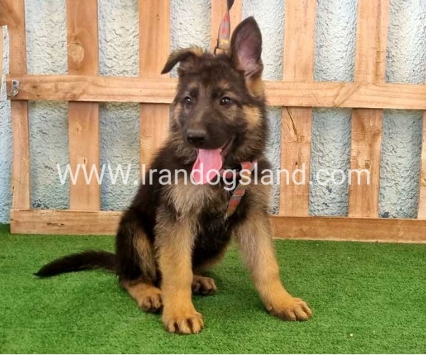 twlh-zhrmn-shprd-german-shepherd-110_6_1135048960