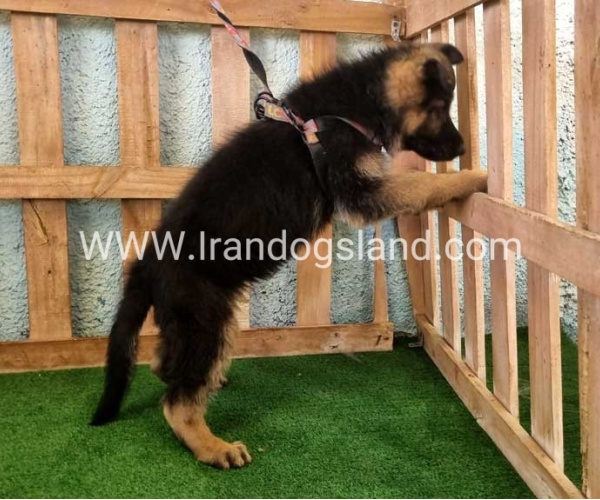 twlh-zhrmn-shprd-german-shepherd-110_7_973594997
