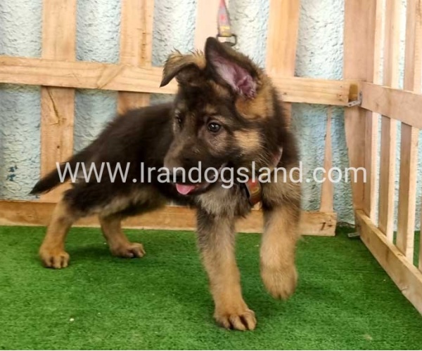 twlh-zhrmn-shprd-german-shepherd-110_9_1758988671
