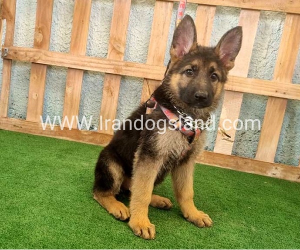 twlh-zhrmn-shprd-german-shepherd-111_1