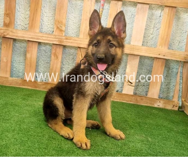 twlh-zhrmn-shprd-german-shepherd-111_2