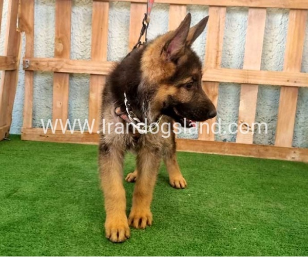 twlh-zhrmn-shprd-german-shepherd-111_3