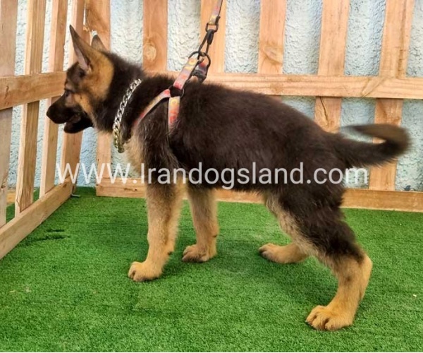 twlh-zhrmn-shprd-german-shepherd-111_4