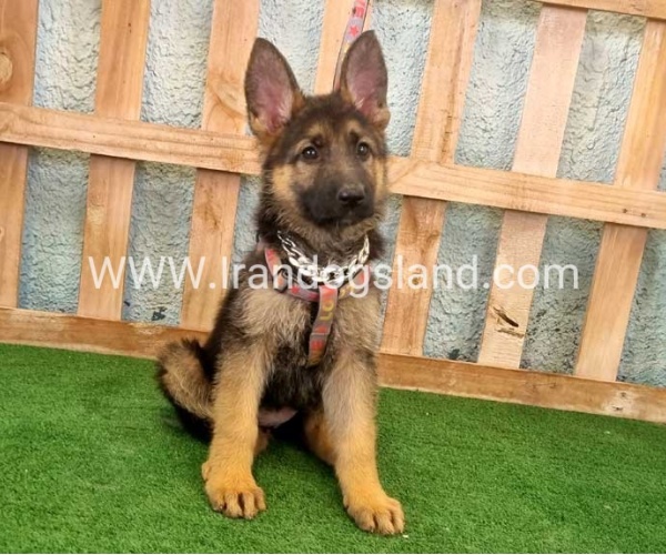 twlh-zhrmn-shprd-german-shepherd-111_5