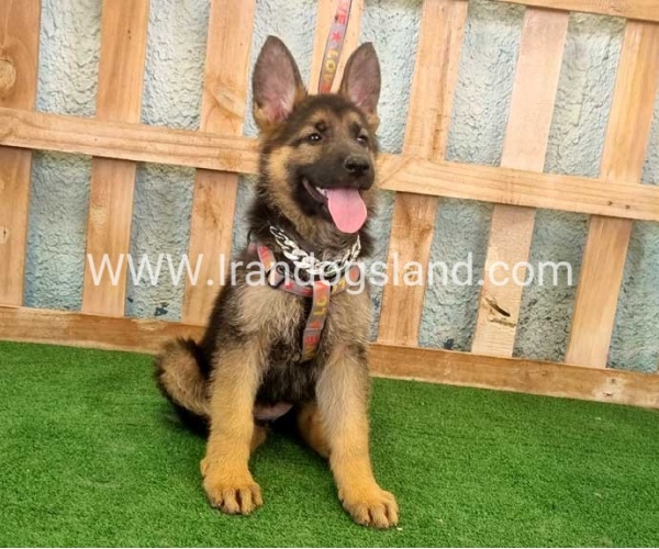 twlh-zhrmn-shprd-german-shepherd-111_6